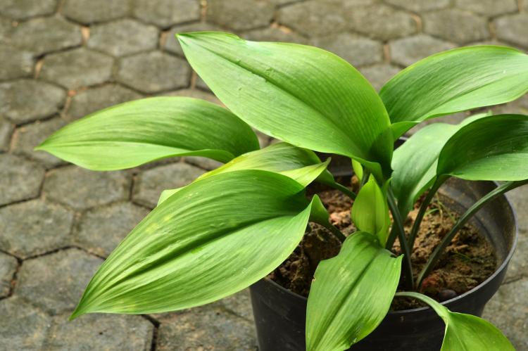 .aspidistra