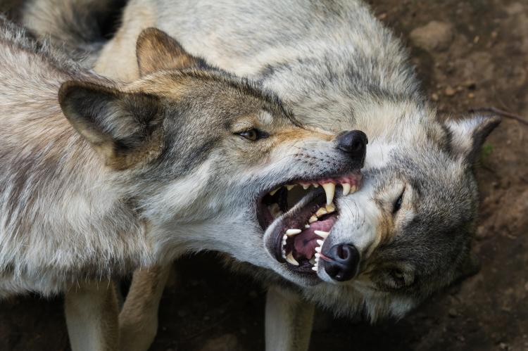 .wolf