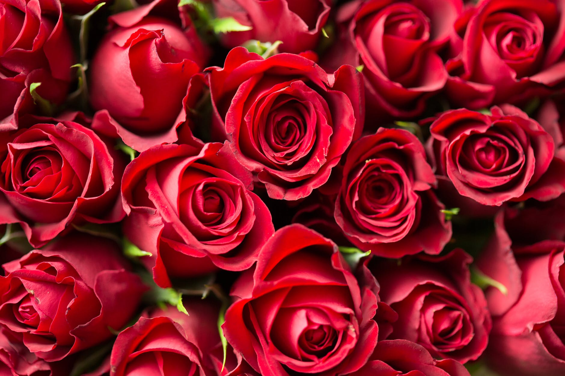 Roses.jpeg