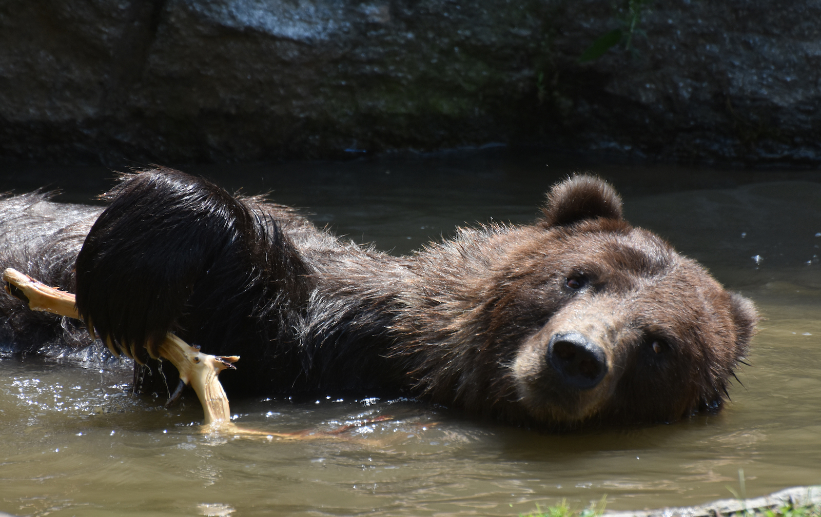 .bear