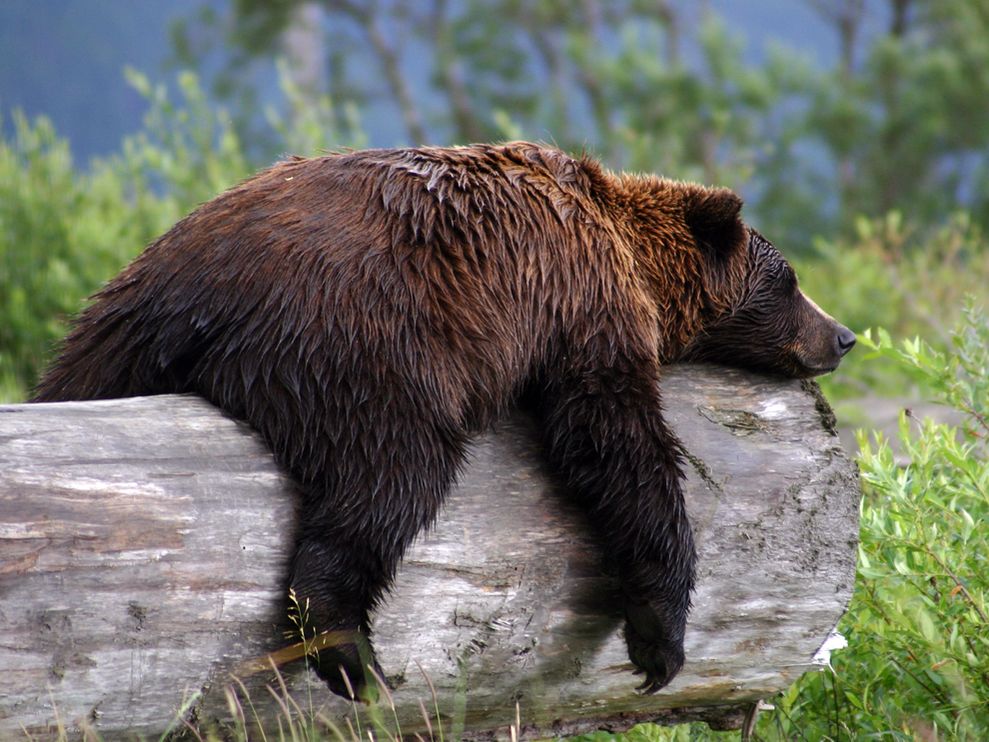 .orso